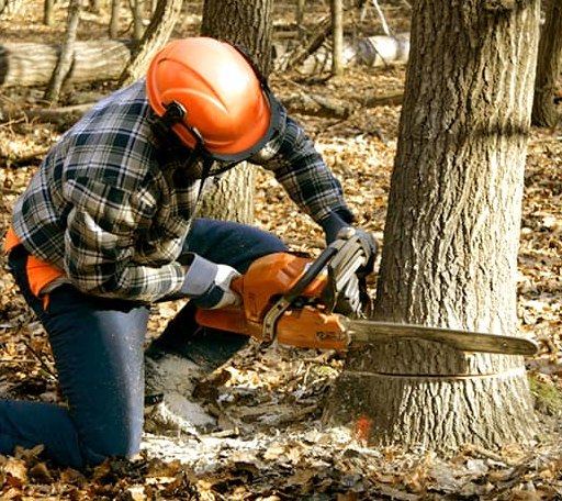 Tree Removal in Coopers Plains, NY